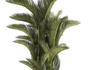 Small Indoor Palm White Pot Dypsis Cyrtostachys 1467 3D Model