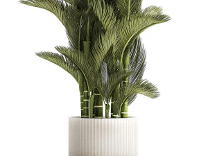 Small Indoor Palm White Pot Dypsis Cyrtostachys 1467 3D Model