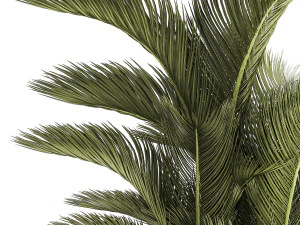 Small Indoor Palm White Pot Dypsis Cyrtostachys 1467 3D Model