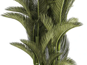 Small Indoor Palm White Pot Dypsis Cyrtostachys 1467 3D Model