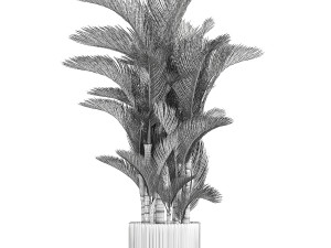 Small Indoor Palm White Pot Dypsis Cyrtostachys 1467 3D मॉडल
