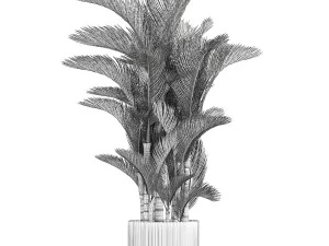 Small Indoor Palm White Pot Dypsis Cyrtostachys 1467 3D Model
