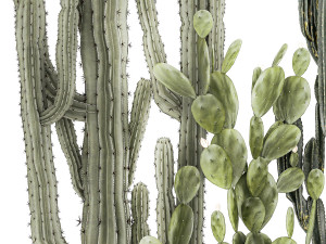 Collection of cacti potted desert plants Cereus Prickly pear 1468 3D Model