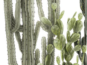 Cole&ccedil;&atilde;o de cactos em vasos de plantas do deserto Cereus Prickly pear 1468 Modelo 3D