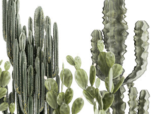 Collection of cacti potted desert plants Cereus Prickly pear 1468 3D Model
