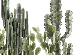 Cole&ccedil;&atilde;o de cactos em vasos de plantas do deserto Cereus Prickly pear 1468 Modelo 3D