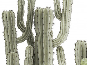 Collection of cacti potted desert plants Cereus Prickly pear 1468 3D Model