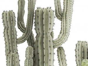 Cole&ccedil;&atilde;o de cactos em vasos de plantas do deserto Cereus Prickly pear 1468 Modelo 3D
