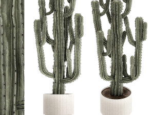 Indoor cactus pot desert plants Carnegiea Saguaro 1469 Modèle 3D
