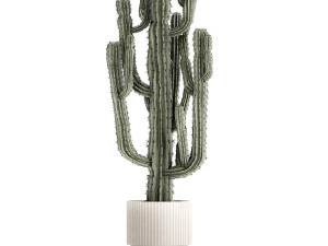 Indoor cactus pot desert plants Carnegiea Saguaro 1469 3D Model