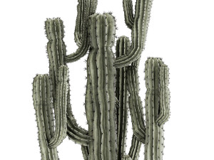 Indoor cactus pot desert plants Carnegiea Saguaro 1469 3D Model