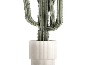Indoor cactus pot desert plants Carnegiea Saguaro 1469 3D Model