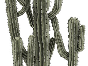 Indoor cactus pot desert plants Carnegiea Saguaro 1469 3D Model