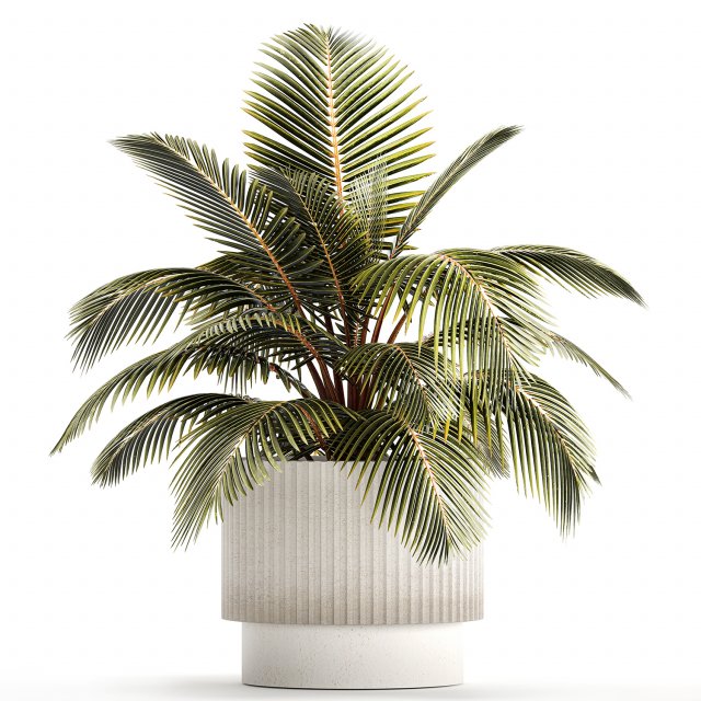 Small Bush Potted Plant Coconut Palm Nucifera 1470 Modèle 3D .c4d .max .obj .3ds .fbx .stl .blend 