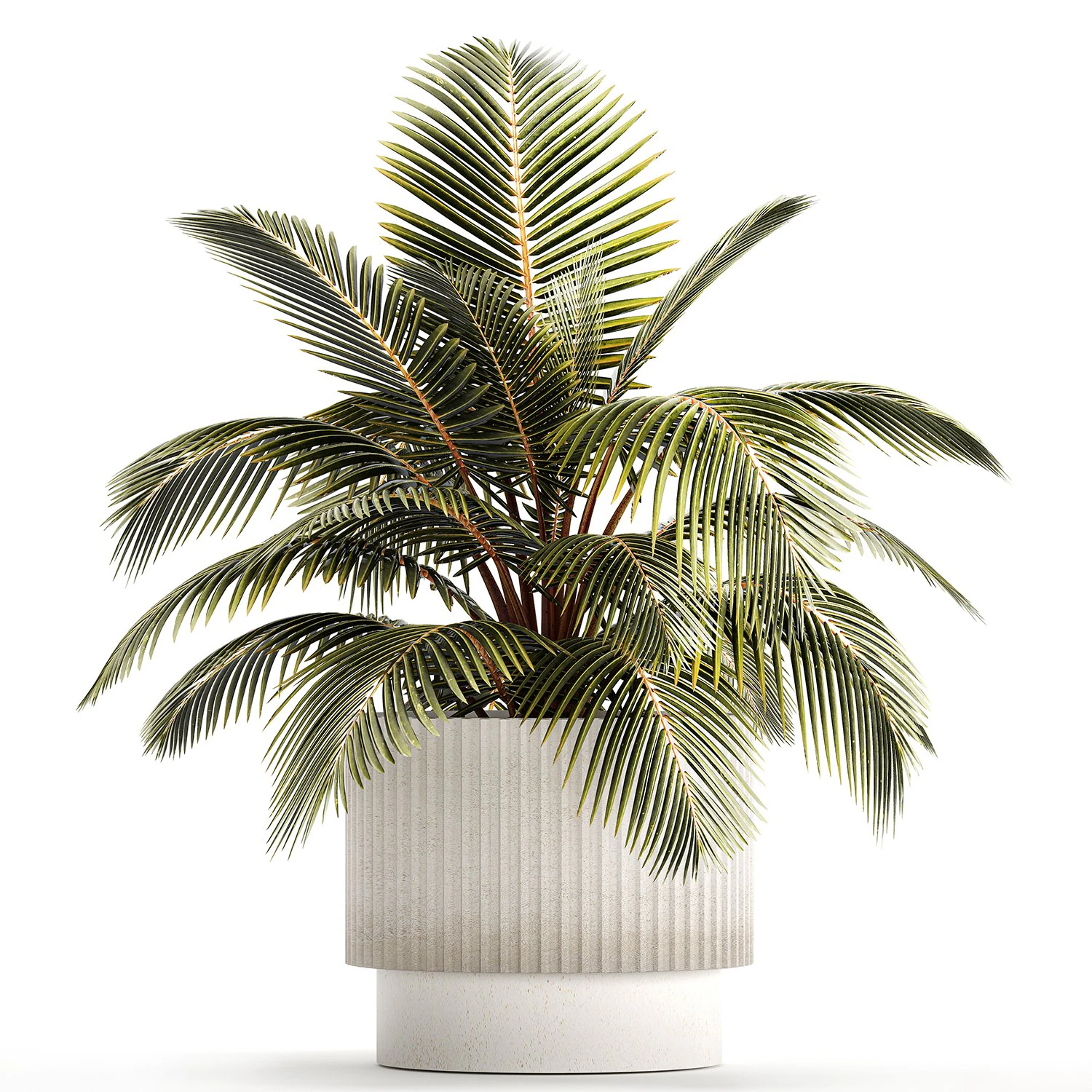 Small Bush Potted Plant Coconut Palm Nucifera 1470 3D Model .c4d .max .obj .3ds .fbx .stl .blend 