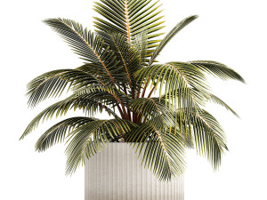 Small Bush Potted Plant Coconut Palm Nucifera 1470 Modèle 3D