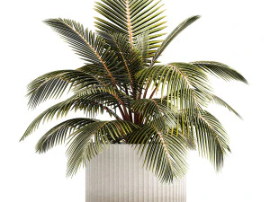 छोटा बुश पॉटेड प्लांट नारियल पाम न्यूसीफेरा 1470 3D मॉडल