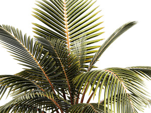 Small Bush Potted Plant Coconut Palm Nucifera 1470 Modèle 3D
