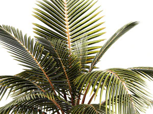 Small Bush Potted Plant Coconut Palm Nucifera 1470 3D Model