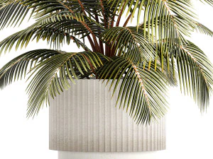 Small Bush Potted Plant Coconut Palm Nucifera 1470 3D Model