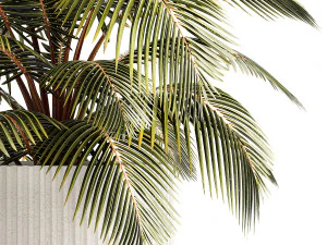 Small Bush Potted Plant Coconut Palm Nucifera 1470 3D Model