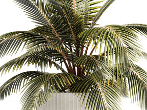 Small Bush Potted Plant Coconut Palm Nucifera 1470 3D Model