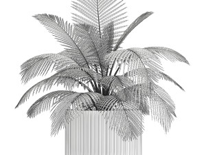 Small Bush Potted Plant Coconut Palm Nucifera 1470 Modèle 3D