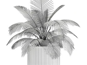 Small Bush Potted Plant Coconut Palm Nucifera 1470 3D Model