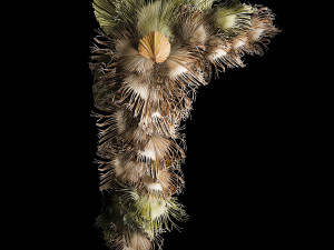 Christmas tree for decoration from dry fan palm leaves 3D Model