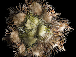 Wreath bouquet of dry branches of palm leaves 309 3D मॉडल