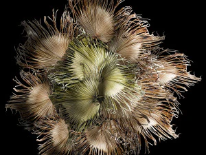 Karangan bunga ranting daun lontar kering 309 Model 3D