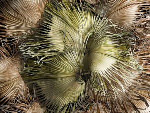 Wreath bouquet of dry branches of palm leaves 309 3D 모델