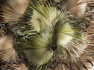 Wreath bouquet of dry branches of palm leaves 309 3D Model