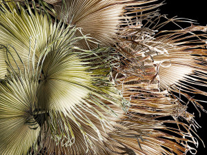 Wreath bouquet of dry branches of palm leaves 309 3D 모델