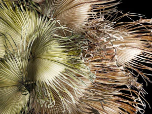 Wreath bouquet of dry branches of palm leaves 309 3D Model