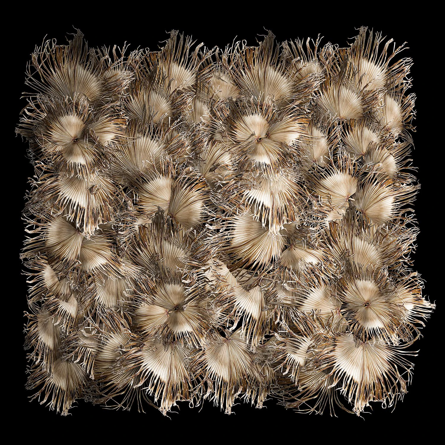 Phytowall wall decor dry branches of palm leaves 310 3D Model .c4d .max .obj .3ds .fbx .stl .blend 