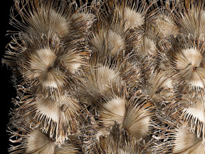 Phytowall wall decor dry branches of palm leaves 310 3Dモデル