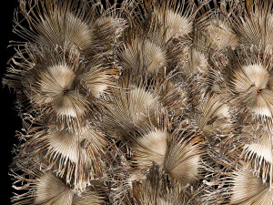 Phytowall wall decor dry branches of palm leaves 310 3D Model