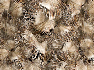 Phytowall wall decor dry branches of palm leaves 310 3D Model