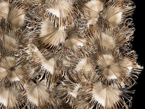 Phytowall wall decor dry branches of palm leaves 310 3D Model