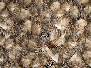 Phytowall wall decor dry branches of palm leaves 310 3Dモデル
