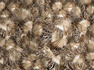 Phytowall wall decor dry branches of palm leaves 310 3D Model