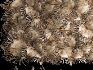Wall decor made from dry branches of palm leaves 311 Modelo 3D