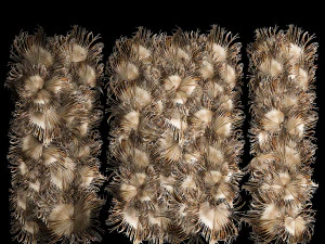 Wall decor made from dry branches of palm leaves 312 3D Model