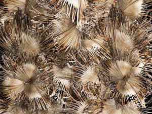 Wall decor made from dry branches of palm leaves 312 3D Model