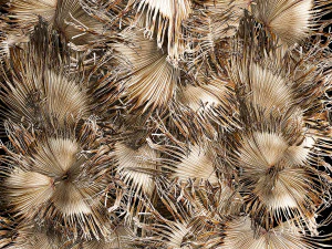Wall decor made from dry branches of palm leaves 312 3D Model
