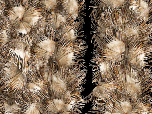 Wall decor made from dry branches of palm leaves 312 3D Model