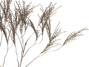 Minimalistic Bouquet Of Dry Branches In A Vase 315 3D Model