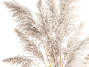 Lush bouquet of dry pampas branches in a vase 317 3Dモデル