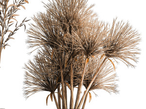 Collection of minimalist bouquets of dried flowers pampas vase 323 Modello 3D